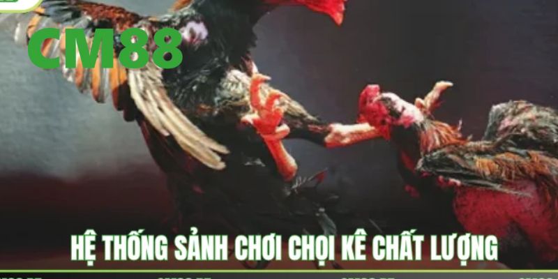 Đá Gà CM88 – Đấu Trường Chiến Kê Đắng Cấp, Hấp Dẫn Nhất 2026 2 Những điểm nổi trội chỉ có tại đá gà CM88